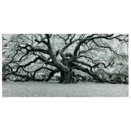 EMPIRE ART DIRECT Empire Art Direct TMP-EAD5302-3672 36 x 72 in. Big Tree Frameless Tempered Glass Panel Contemporary Wall Art TMP-EAD5302-3672